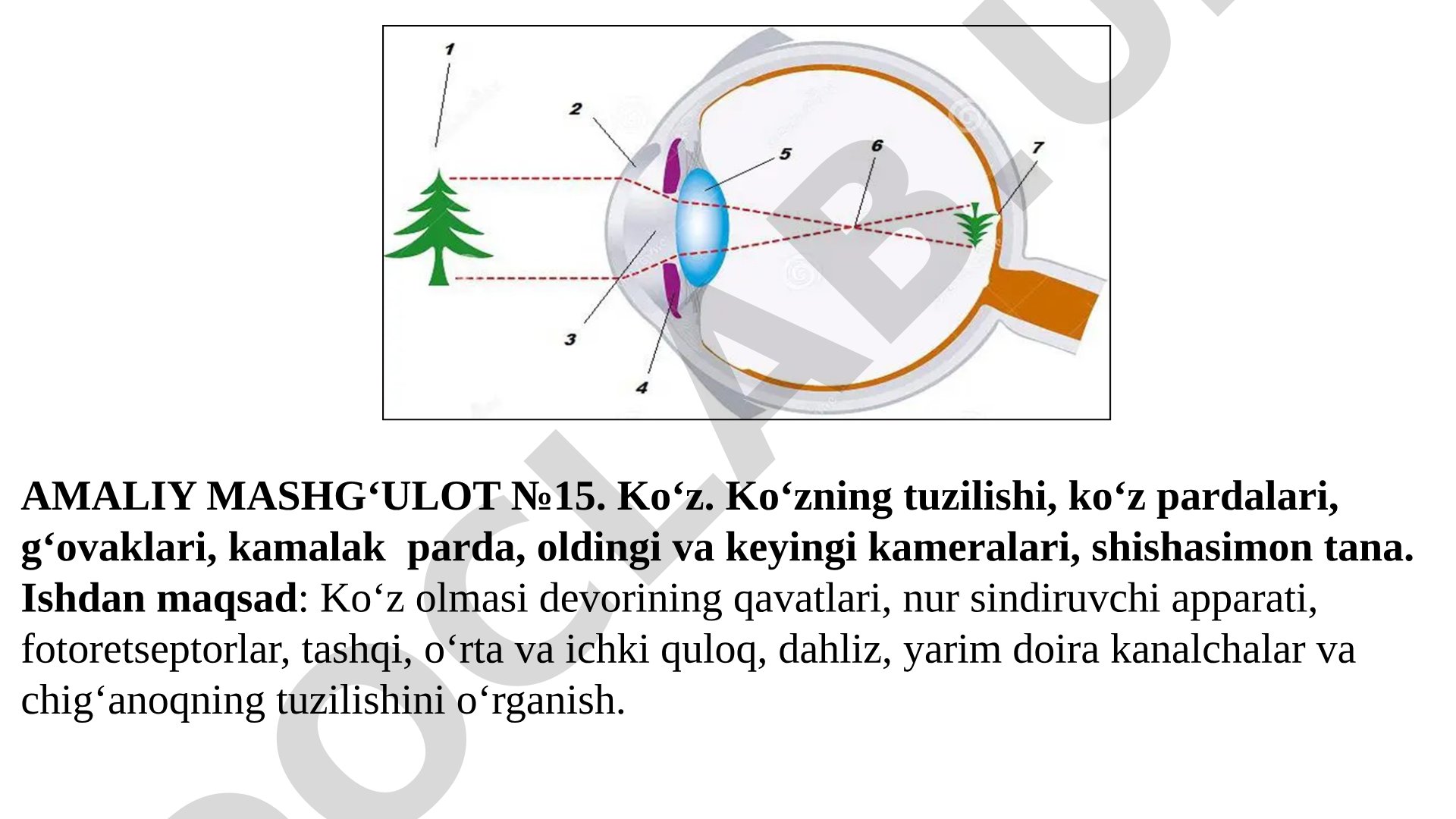 Ko'zning tuzilishi va nur sindiruvchi apparati