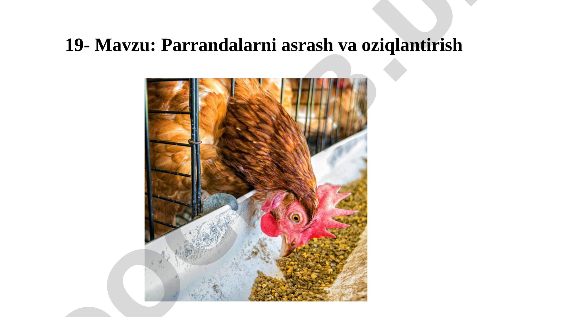 Parrandalarni asrash va oziqlantirish