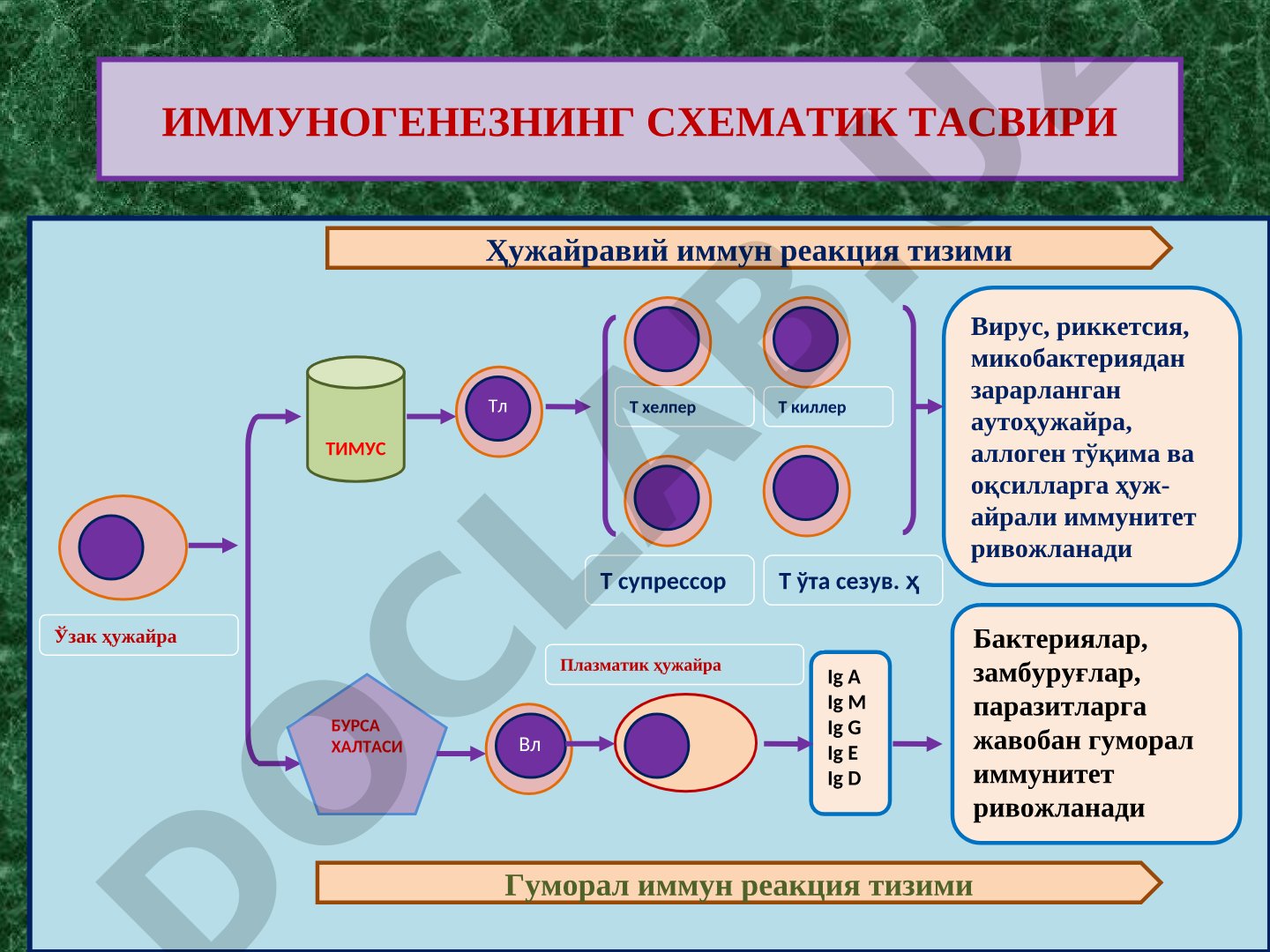 Иммуногенезнинг схематик тасвири