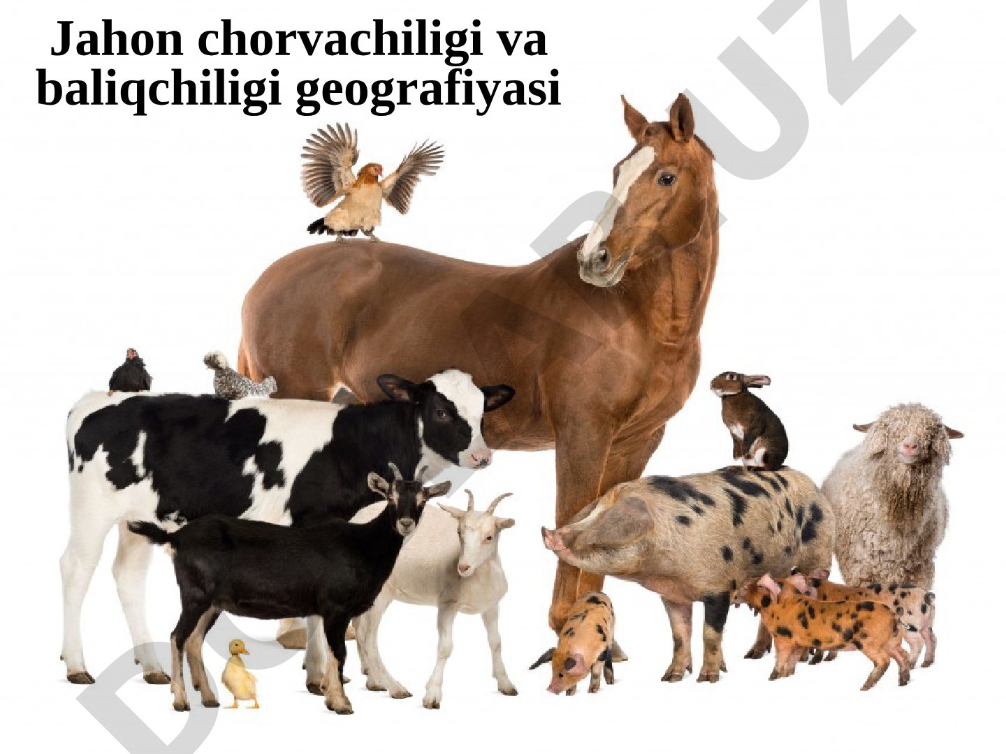 Jahon chorvachiligi va baliqchiligi geografiyasi