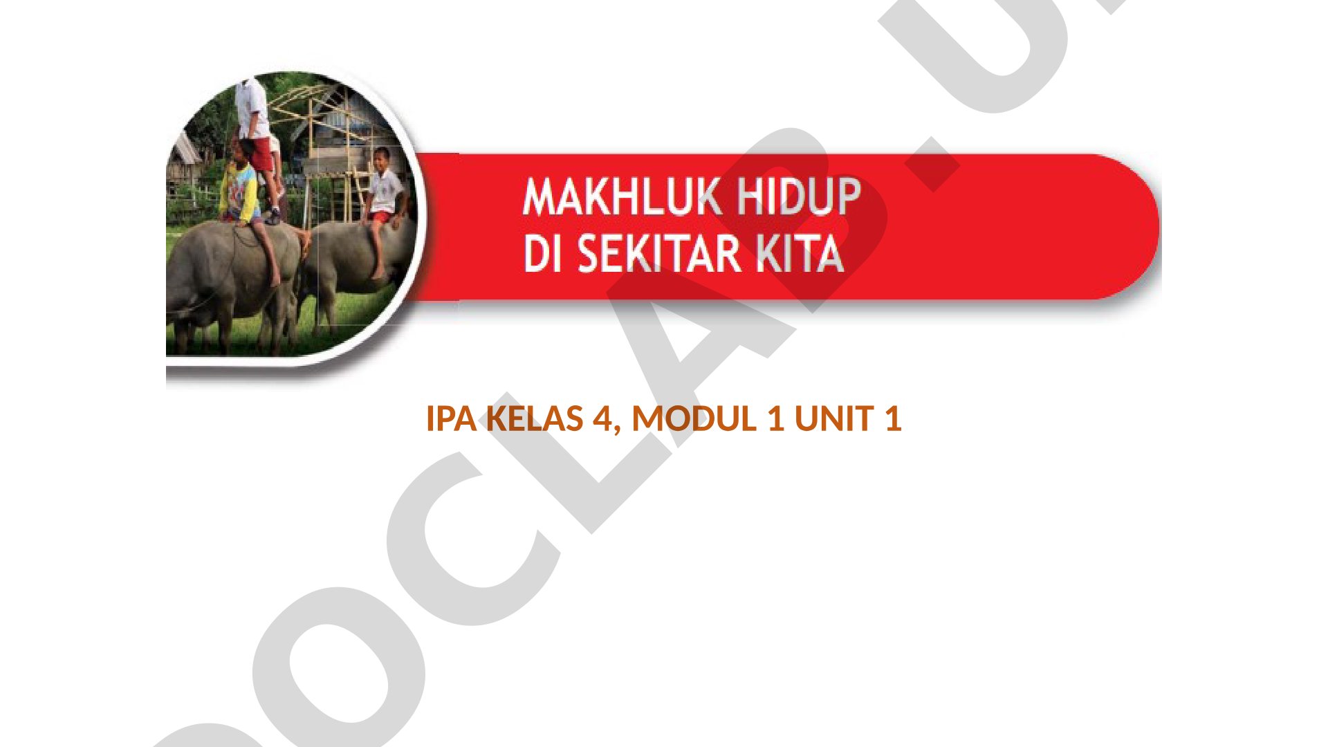 Tumbuhan di sekitar kita