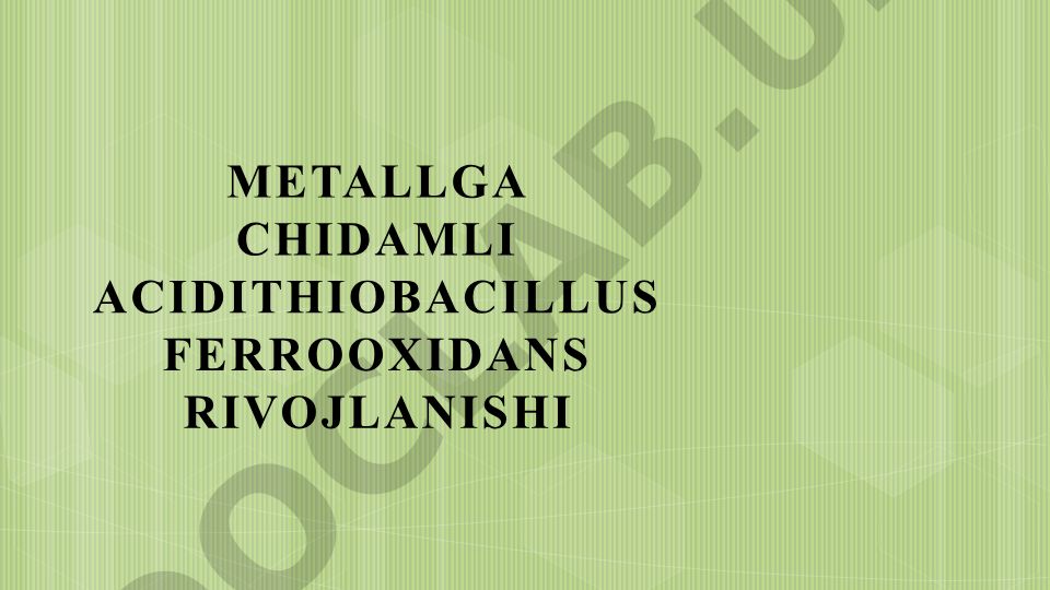 Metallga chidamli Acidithiobacillus ferrooxidans bakteriyasining rivojlanishi