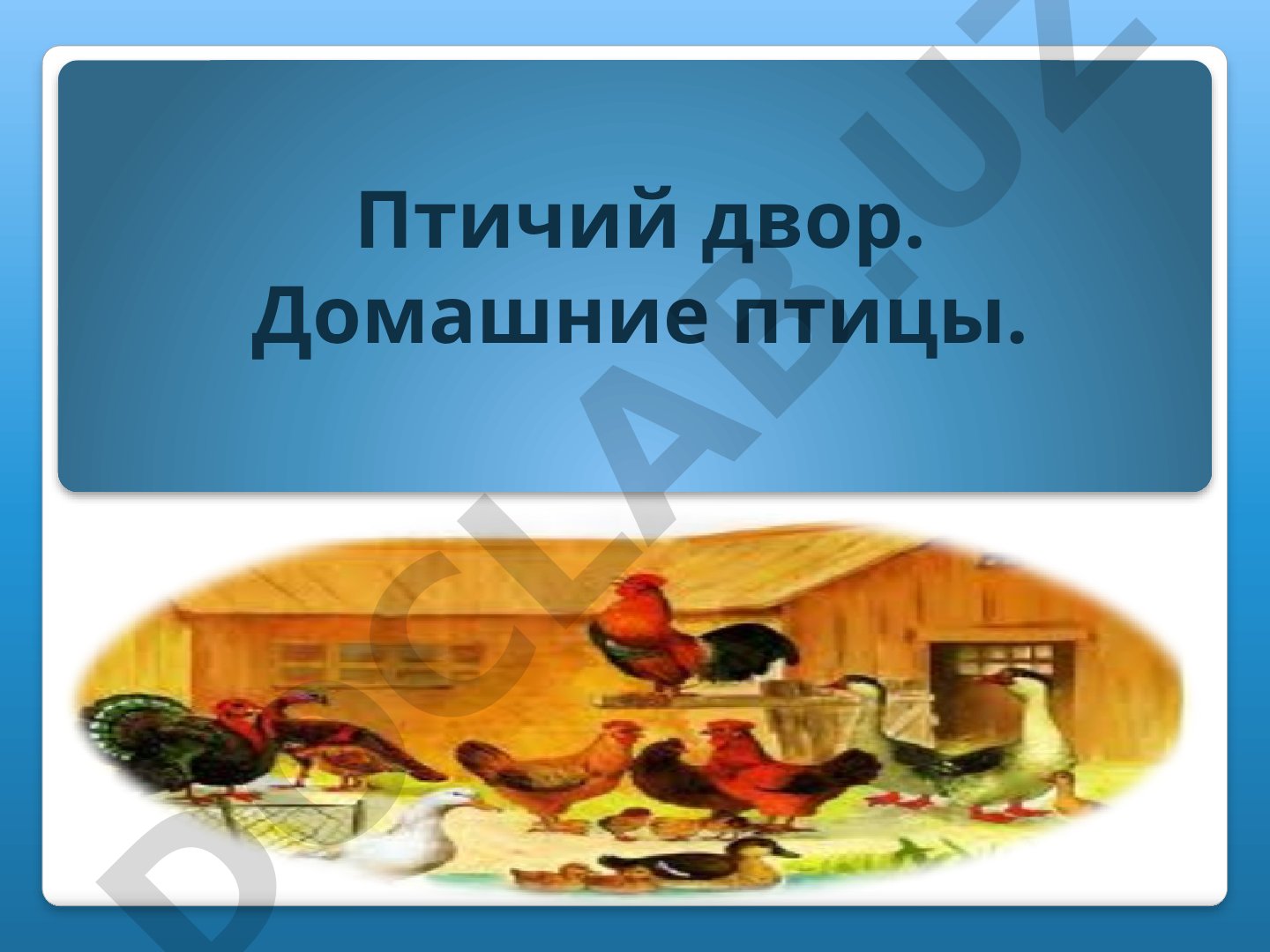 Домашние птицы: утки и гуси