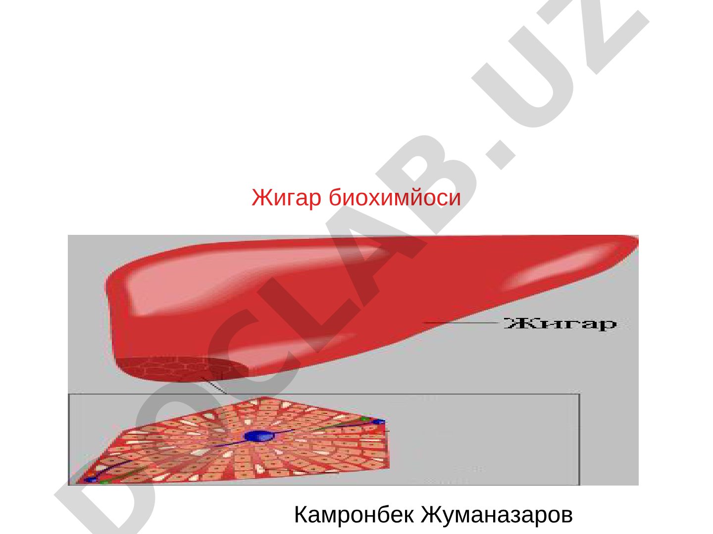Жигар биохимйоси