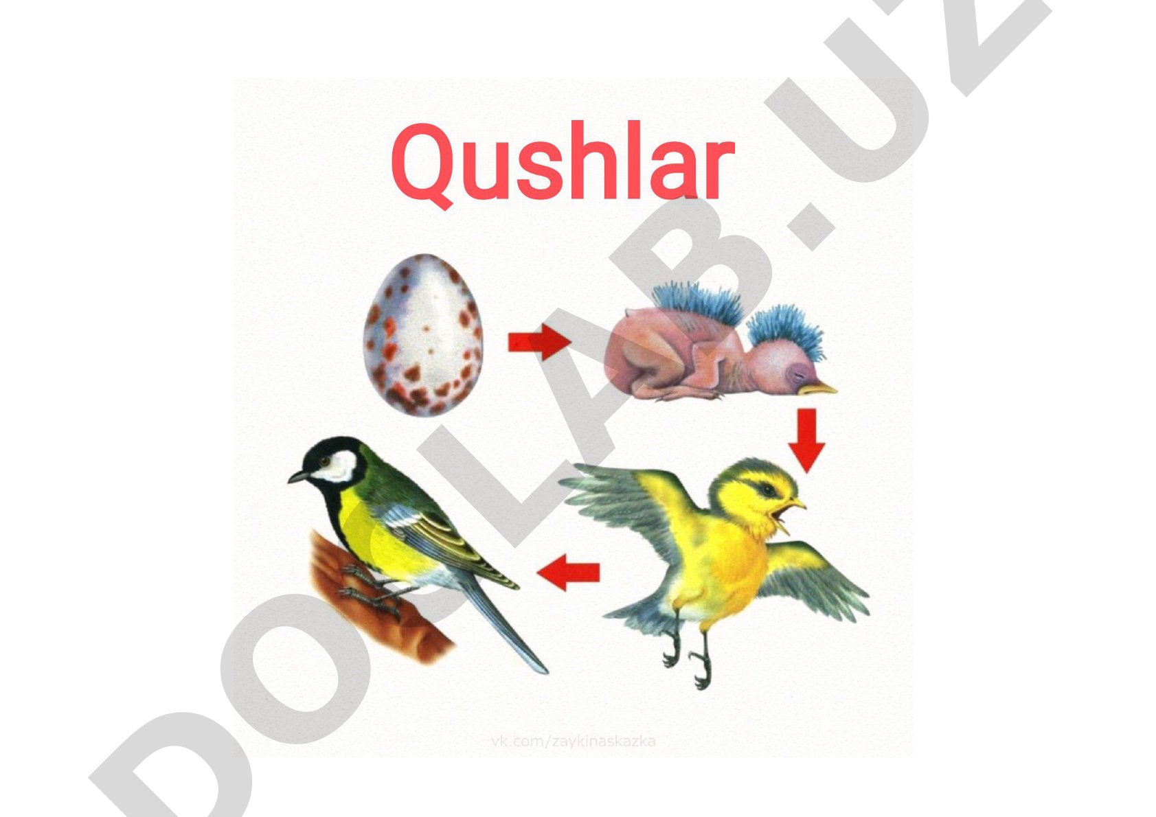Qo