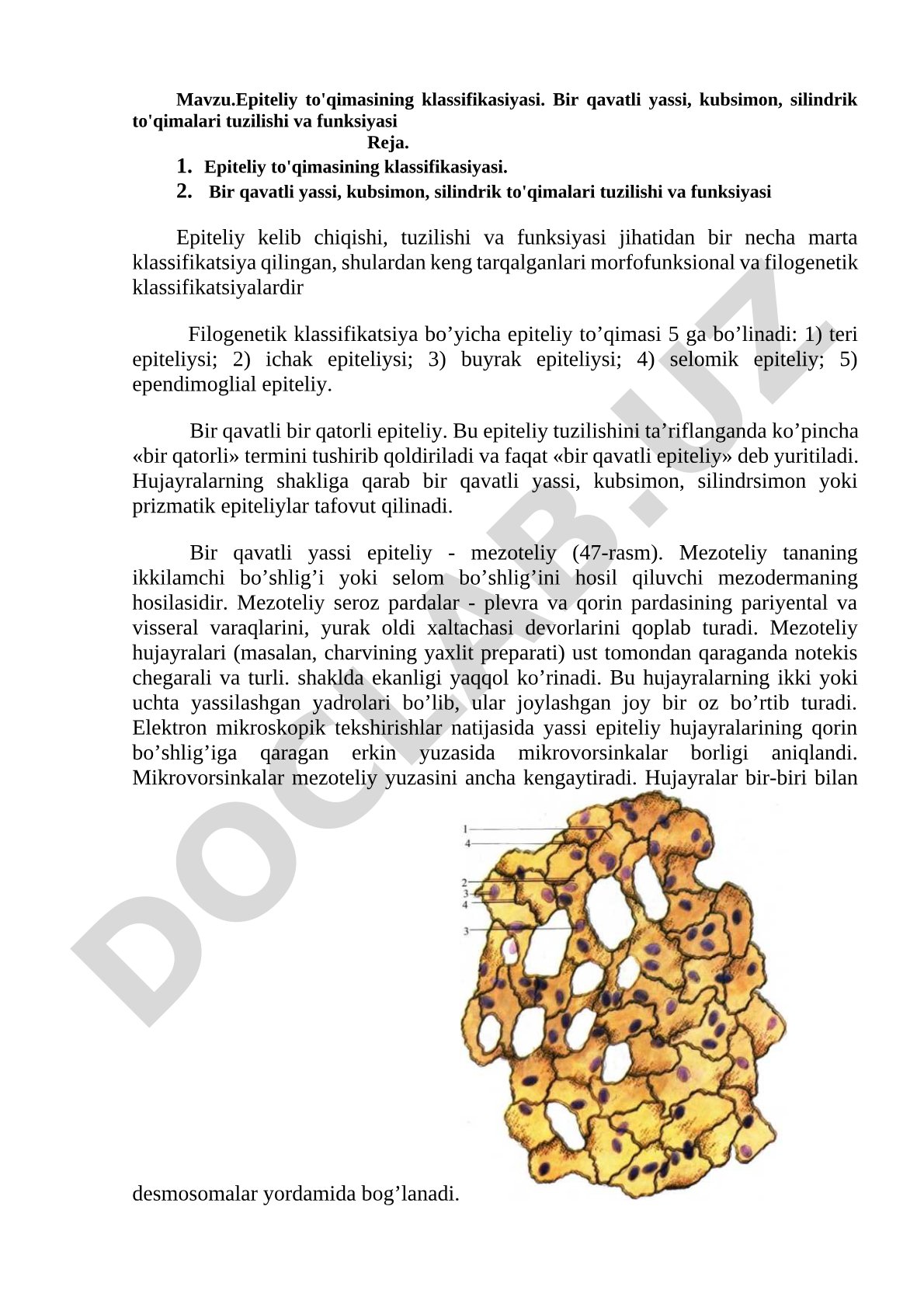 Epiteliy to'qimasining klassifikasiyasi. Bir qavatli yassi, kubsimon, silindrik to'qimalari tuzilishi va funksiyasi