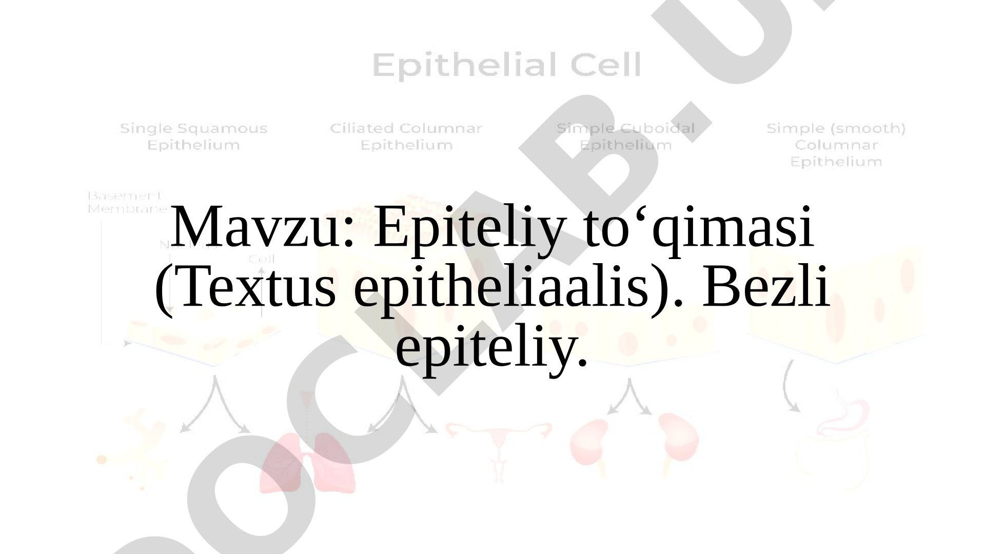 Epiteliy to‘qimasi (Textus epitheliaalis). Bezli epiteliy