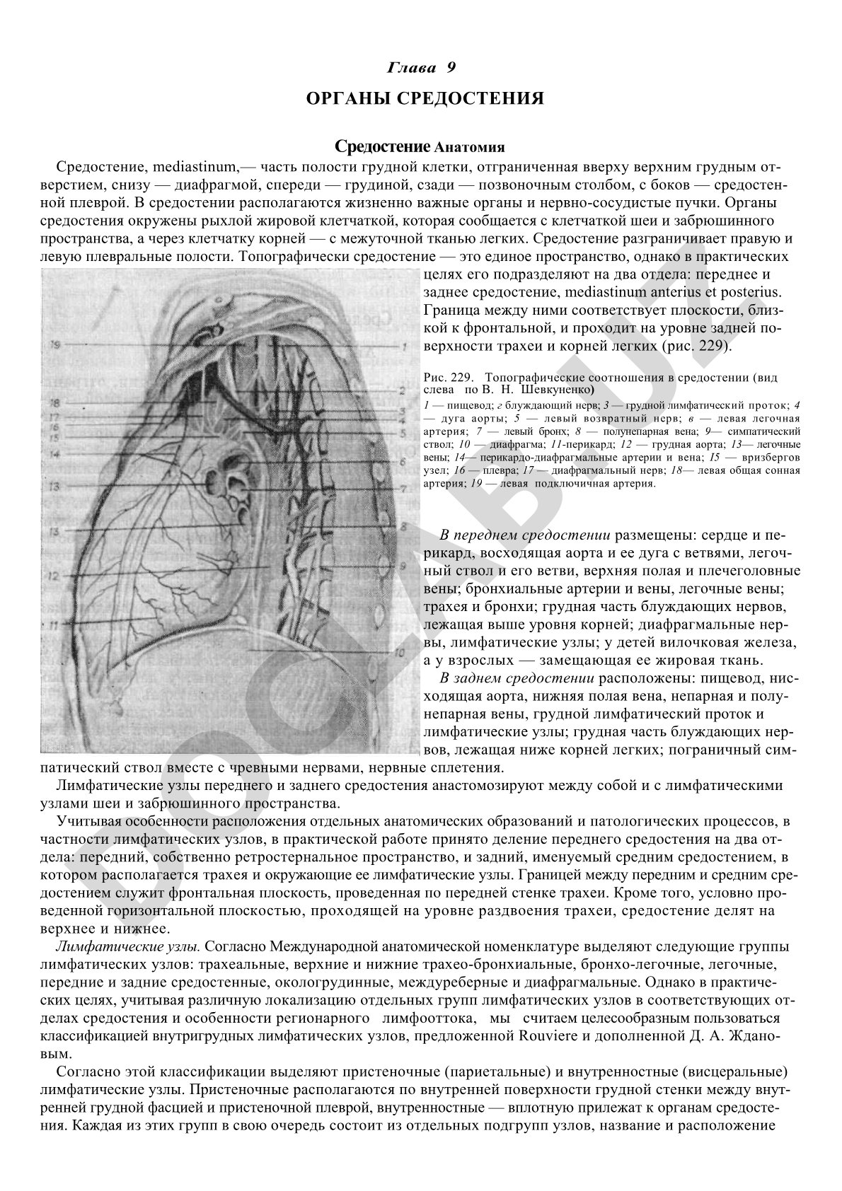 Анатомия средостения: переднее и заднее
