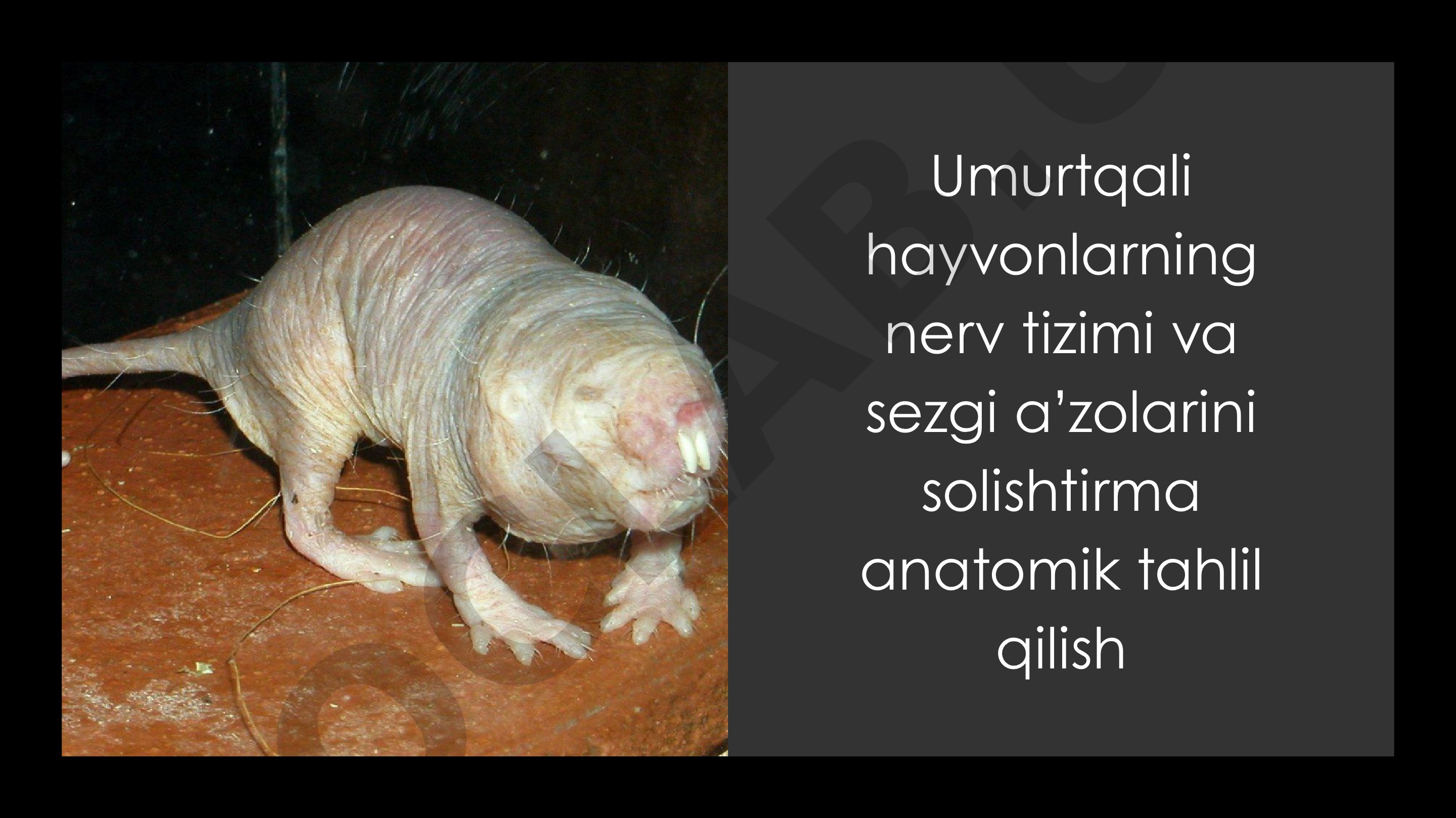 Umurtqali hayvonlarning nerv tizimi va sezgi a’zolarini solishtirma anatomik tahlil qilish