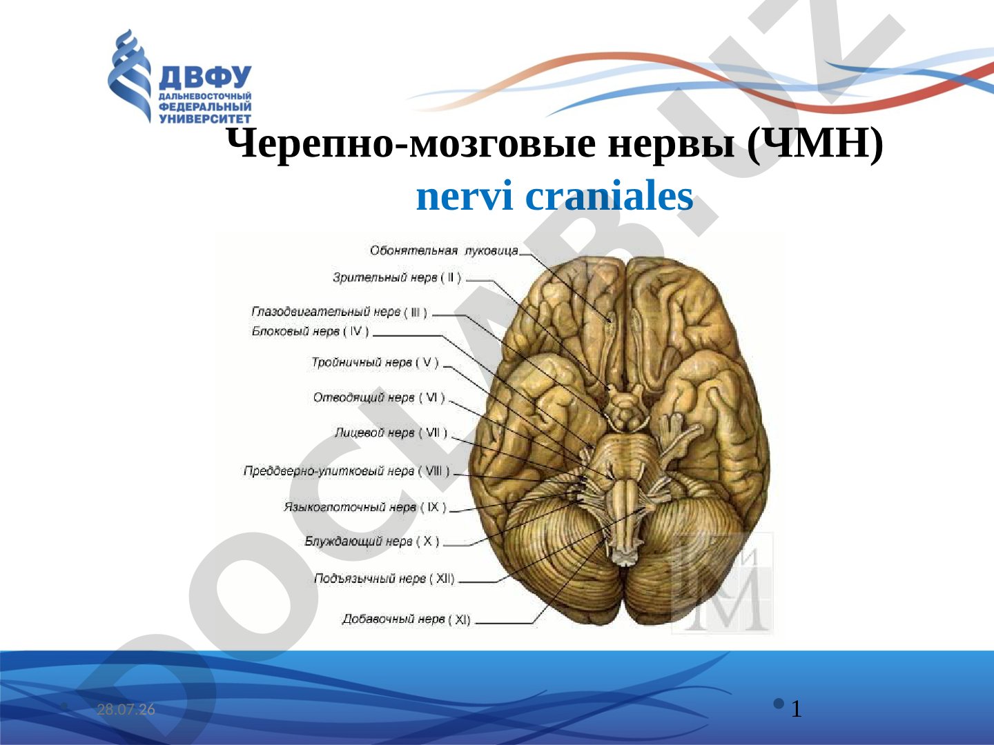Черепно-мозговые нервы (12 пар)