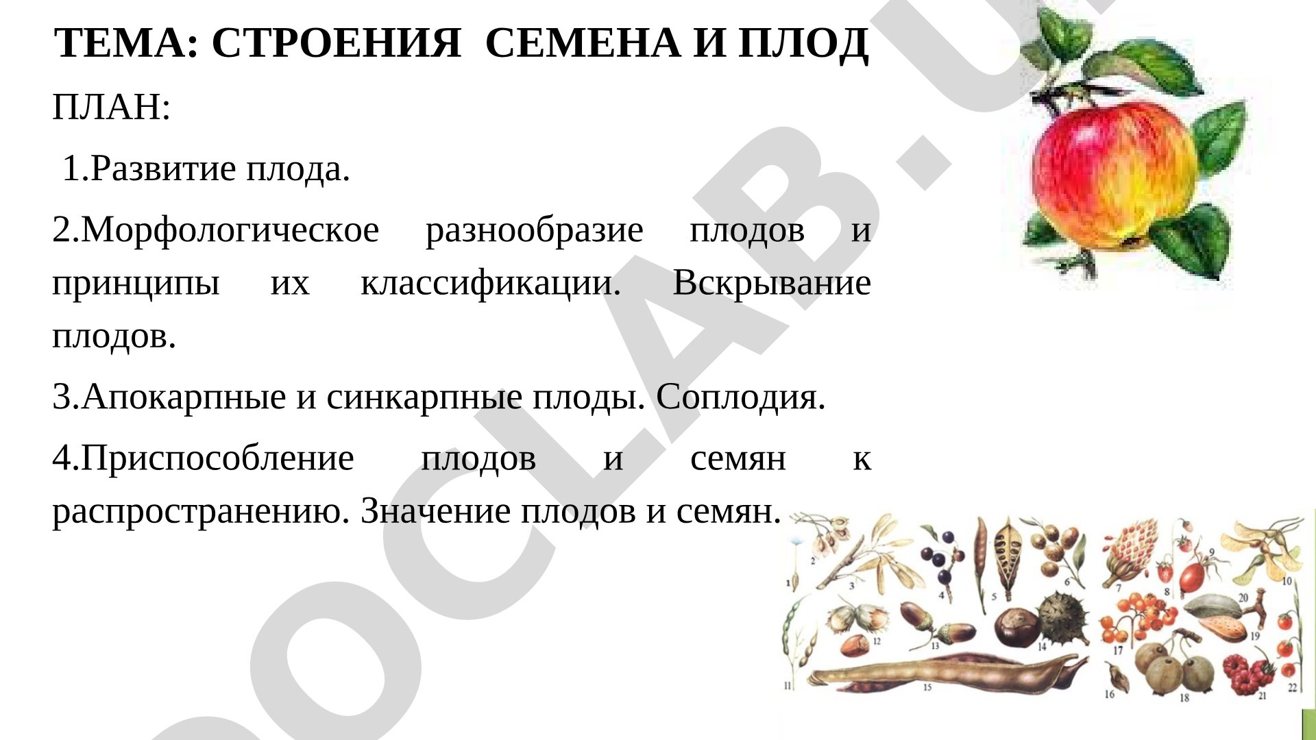 Строения семена и плод