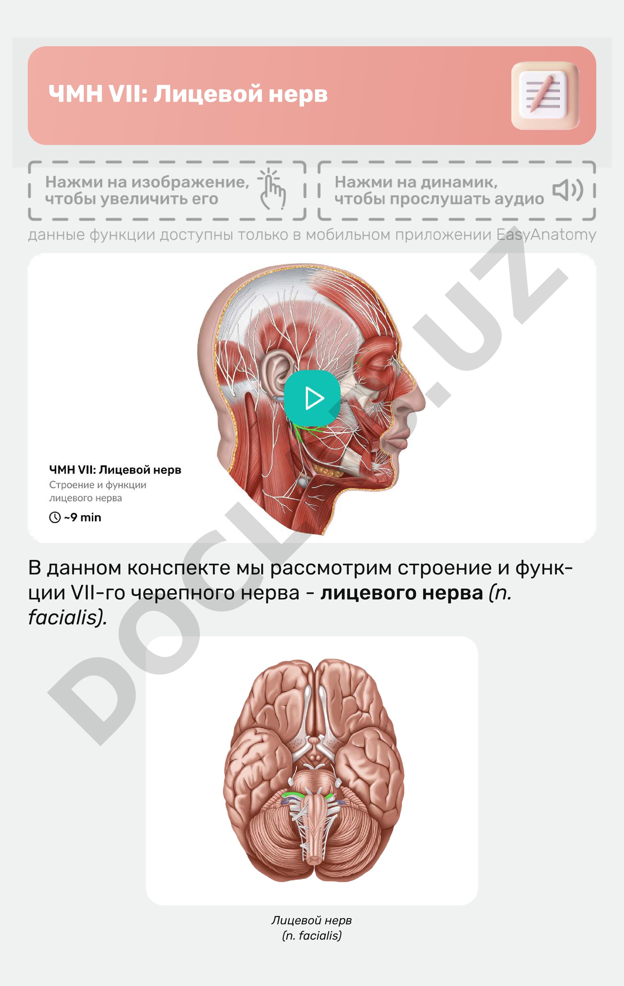 ЧМН VII: Лицевой нерв