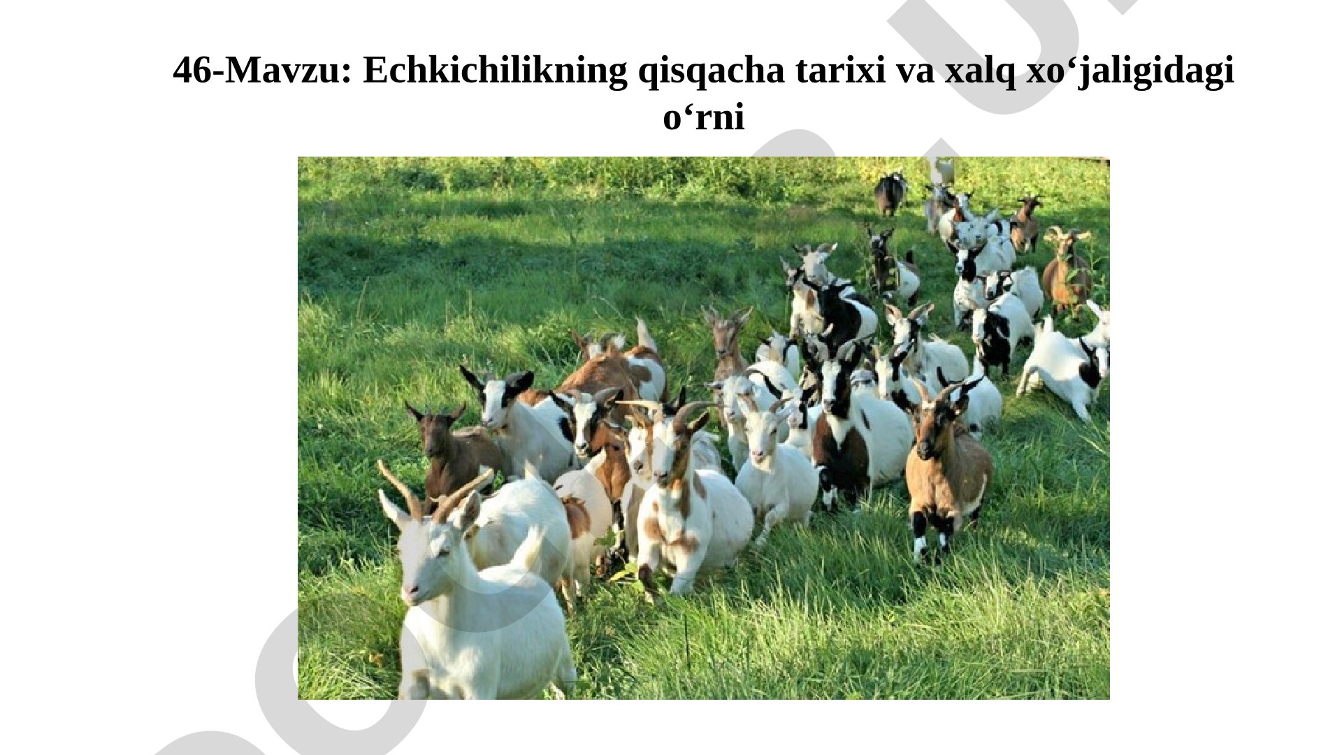 Echkichilikning qisqacha tarixi va xalq xo‘jaligidagi o‘rni