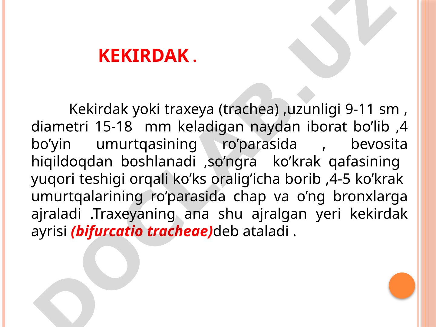 Kekirdak va bronxlarning tuzilishi, joylashishi va anatomik xususiyatlari