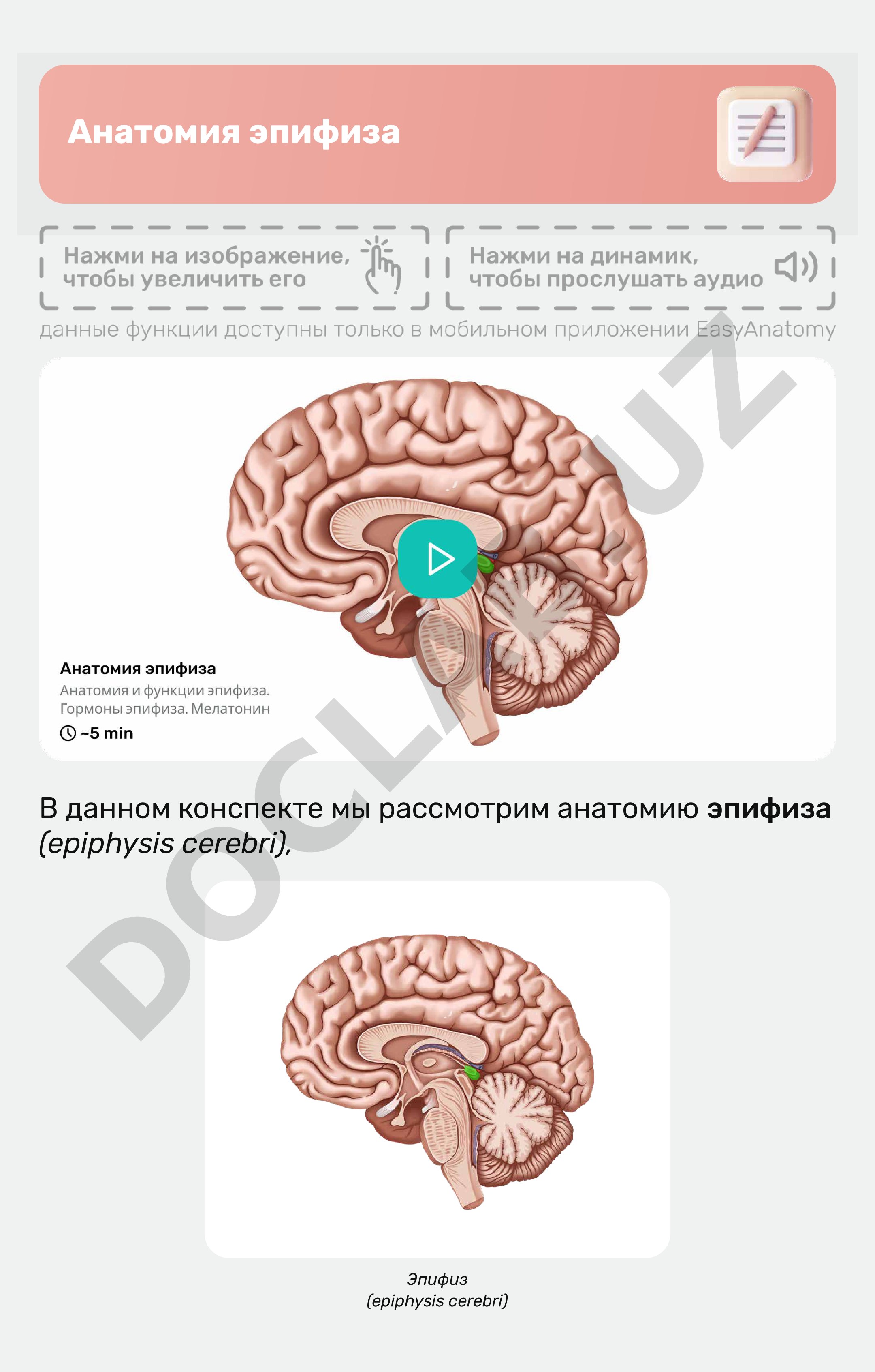 Анатомия эпифиза