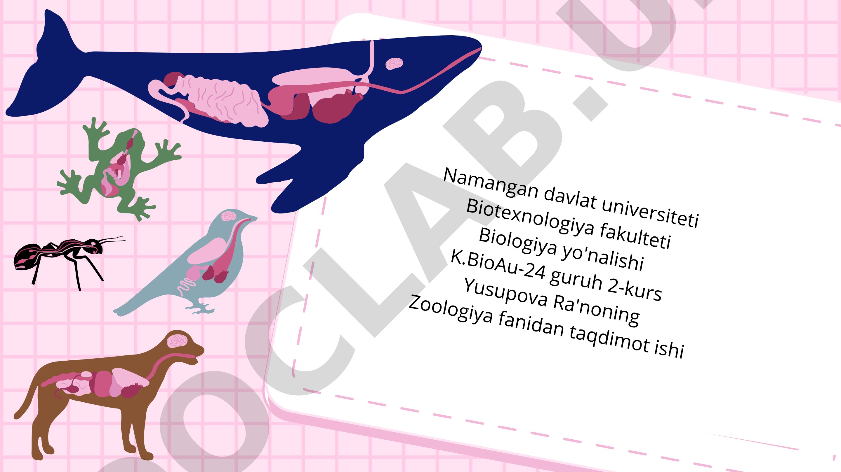 Xordalilar tipi- Chordata Lichinkaxordalilar - Urochardata kenja tipining sistematikasi va filogeniyasi