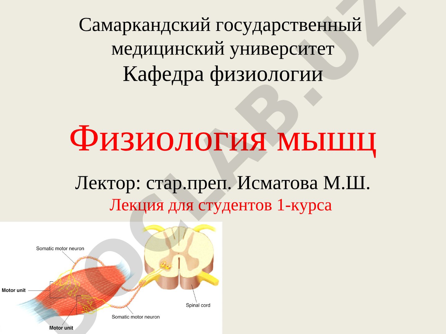Физиология мышц