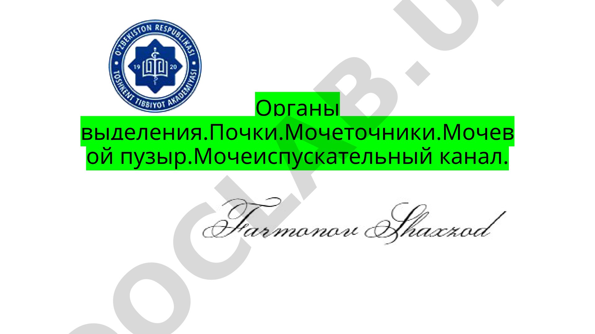 Мочевыделительная система: анатомия почек и мочевых путей