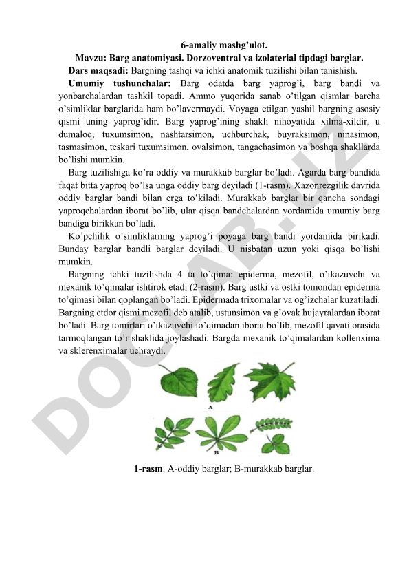 Barg anatomiyasi. Dorzoventral va izolaterial tipdagi barglar