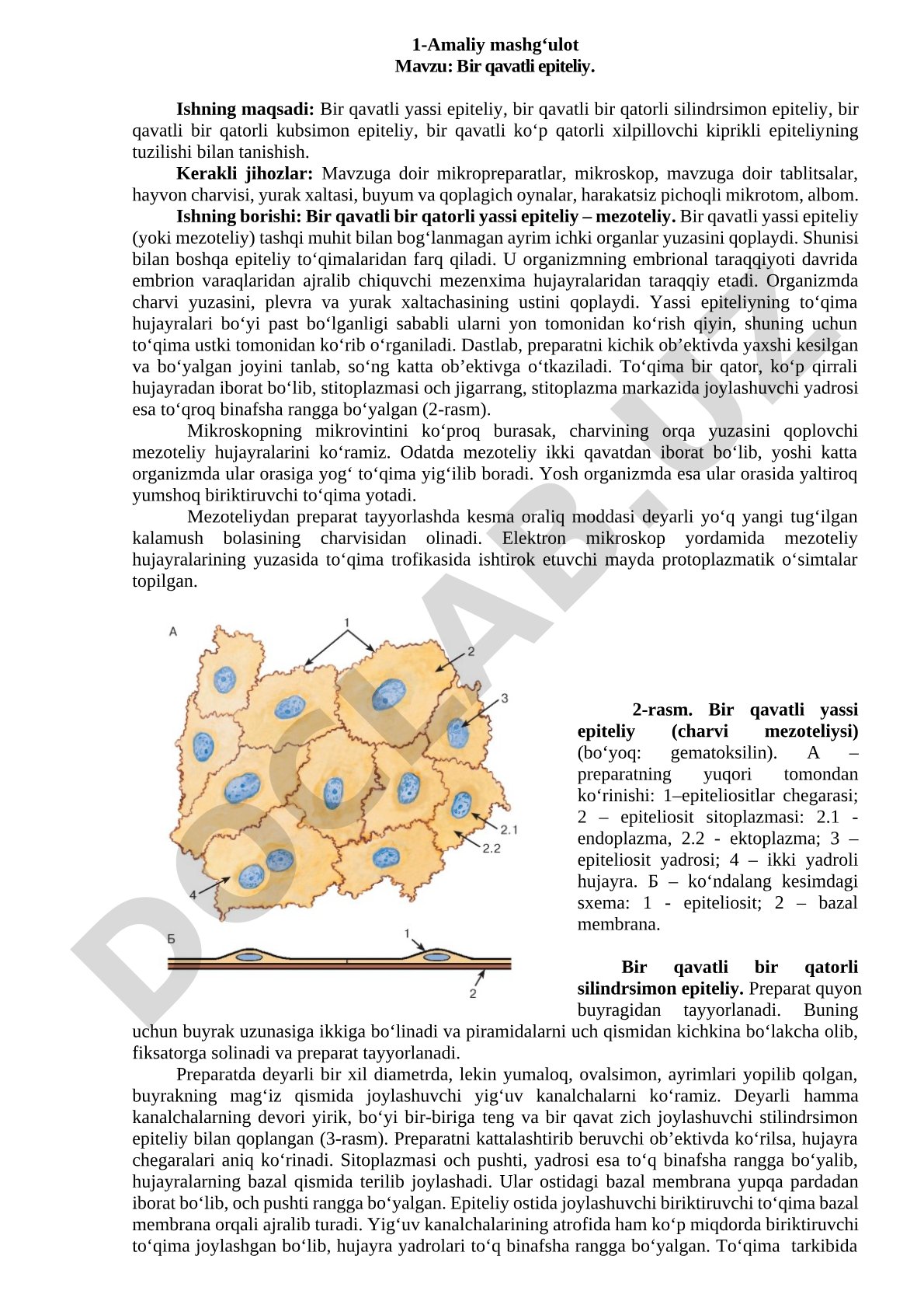 Bir qavatli epiteliy