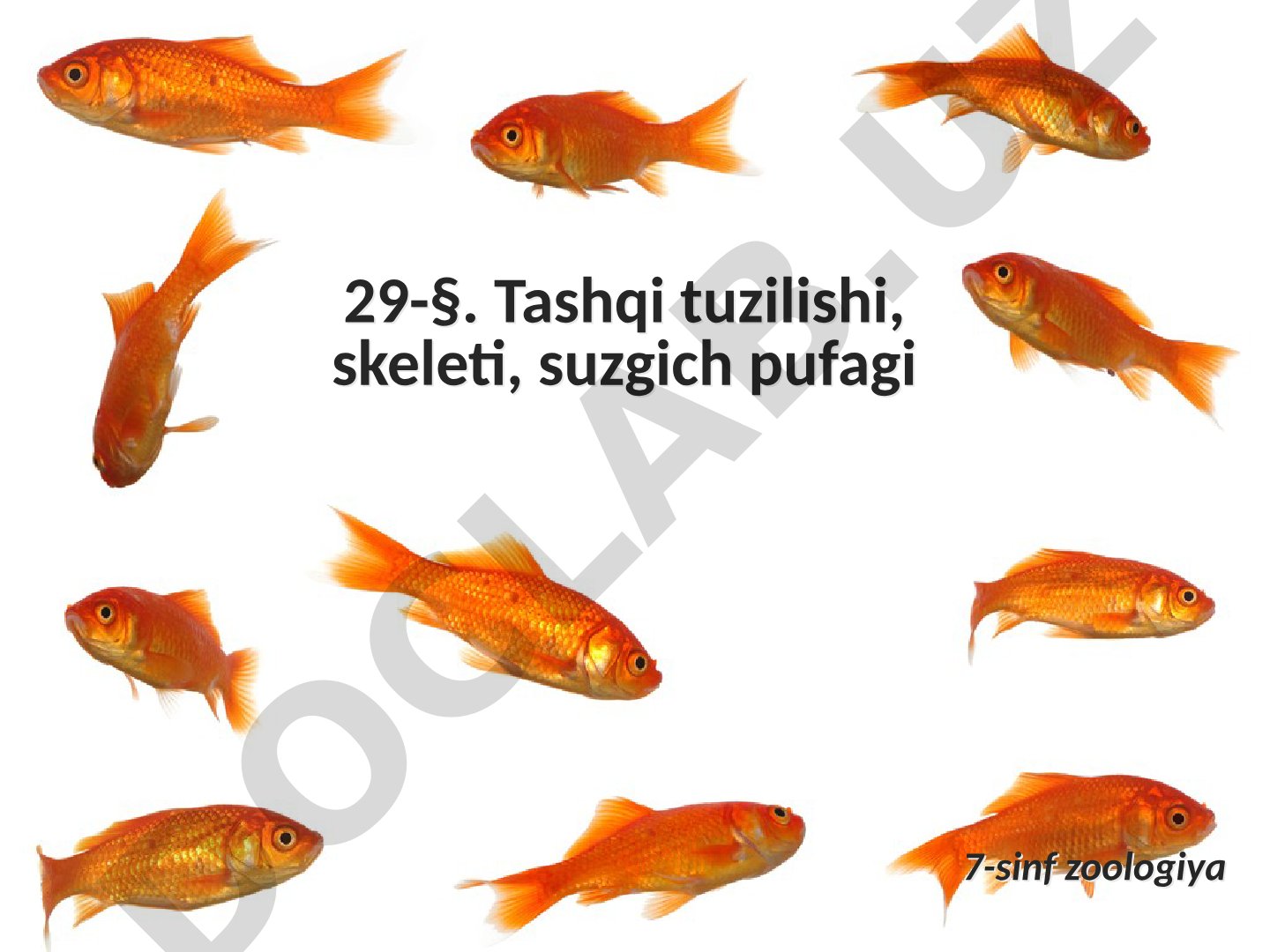 Tashqi tuzilishi, skeleti, suzgich pufagi
