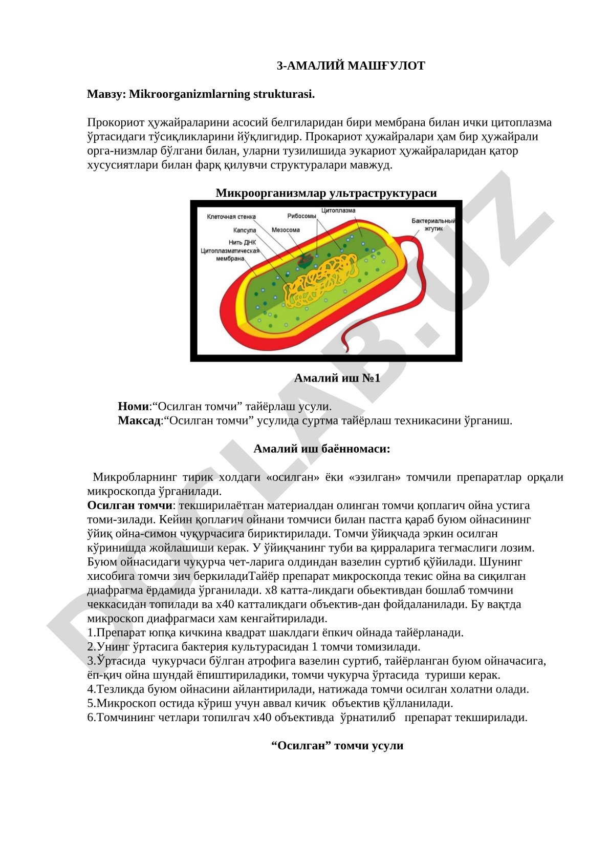 Mikroorganizmlar strukturasi, prokariot hujayralar xususiyatlari va "Osilgan tomchi"