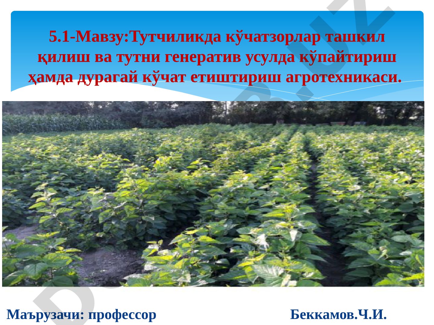 Тутчиликда кўчатзорлар ташкил қилиш ва тутни генератив усулда кўпайтириш ҳамда дурагай кўчат етиштириш агротехникаси