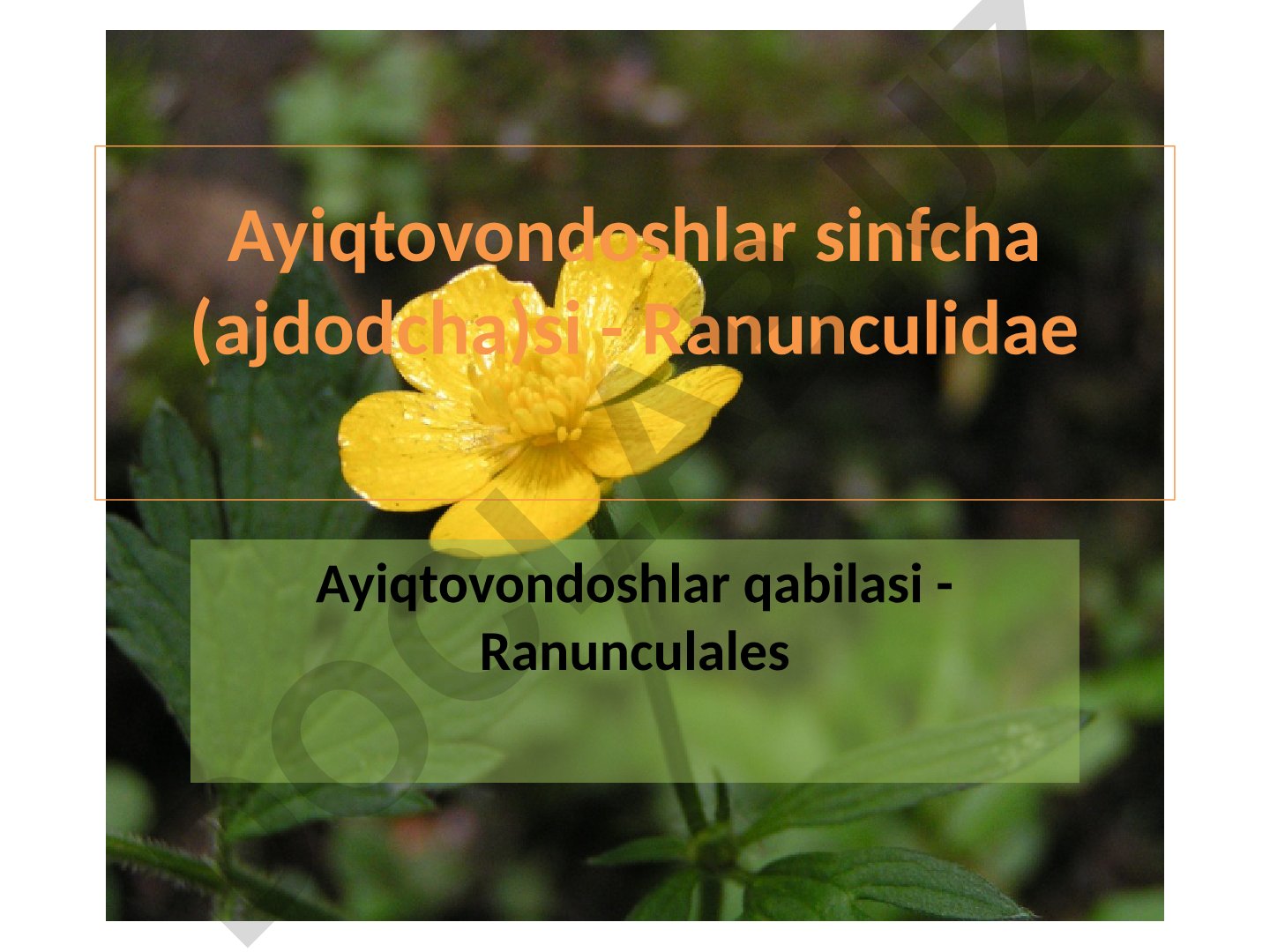 Ayiqtovondoshlar oilasi va uning tarkibi