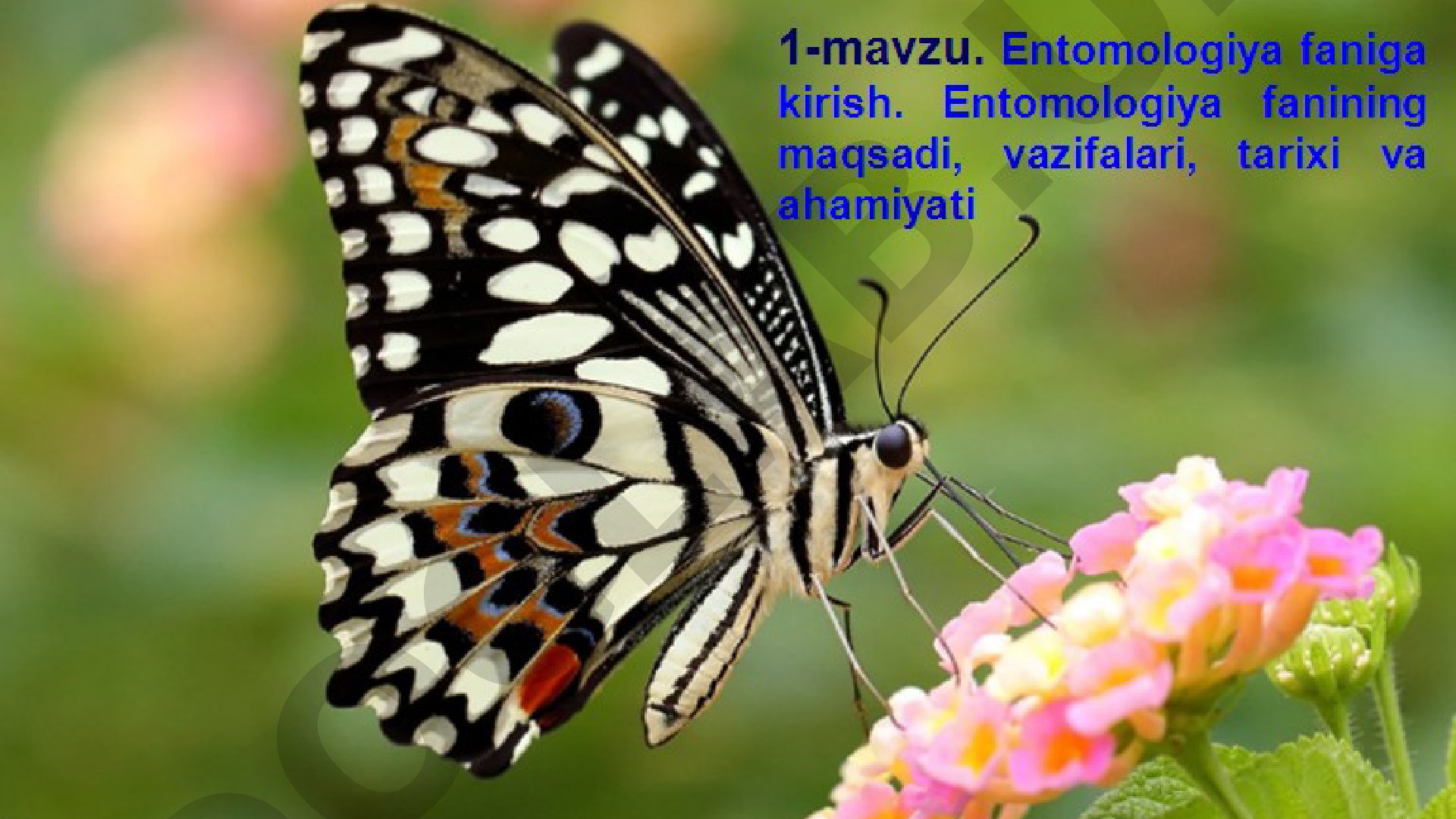 Entomologiya fani va hasharotlarning ahamiyati
