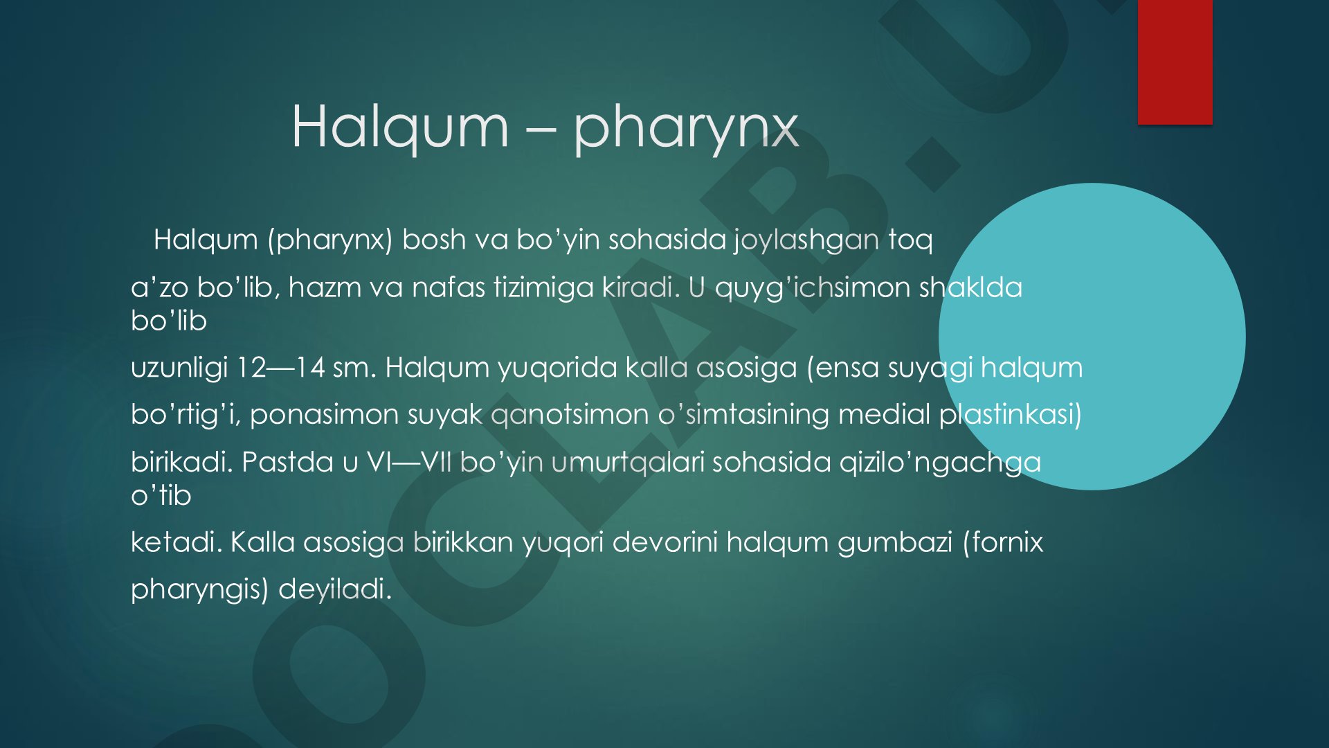 Halqum – pharynx
