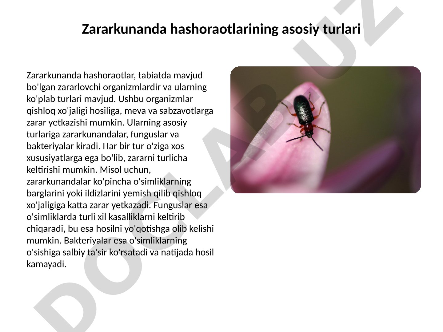 Zararkunanda hashoraotlarining asosiy turlari va biologik xususiyatlari