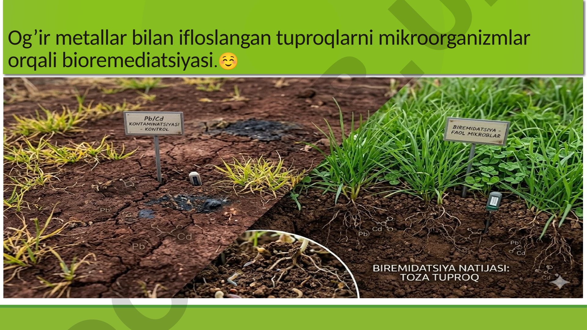 Og‘ir metallar bilan ifloslangan tuproqlarni mikroorganizmlar orqali bioremediatsiyasi