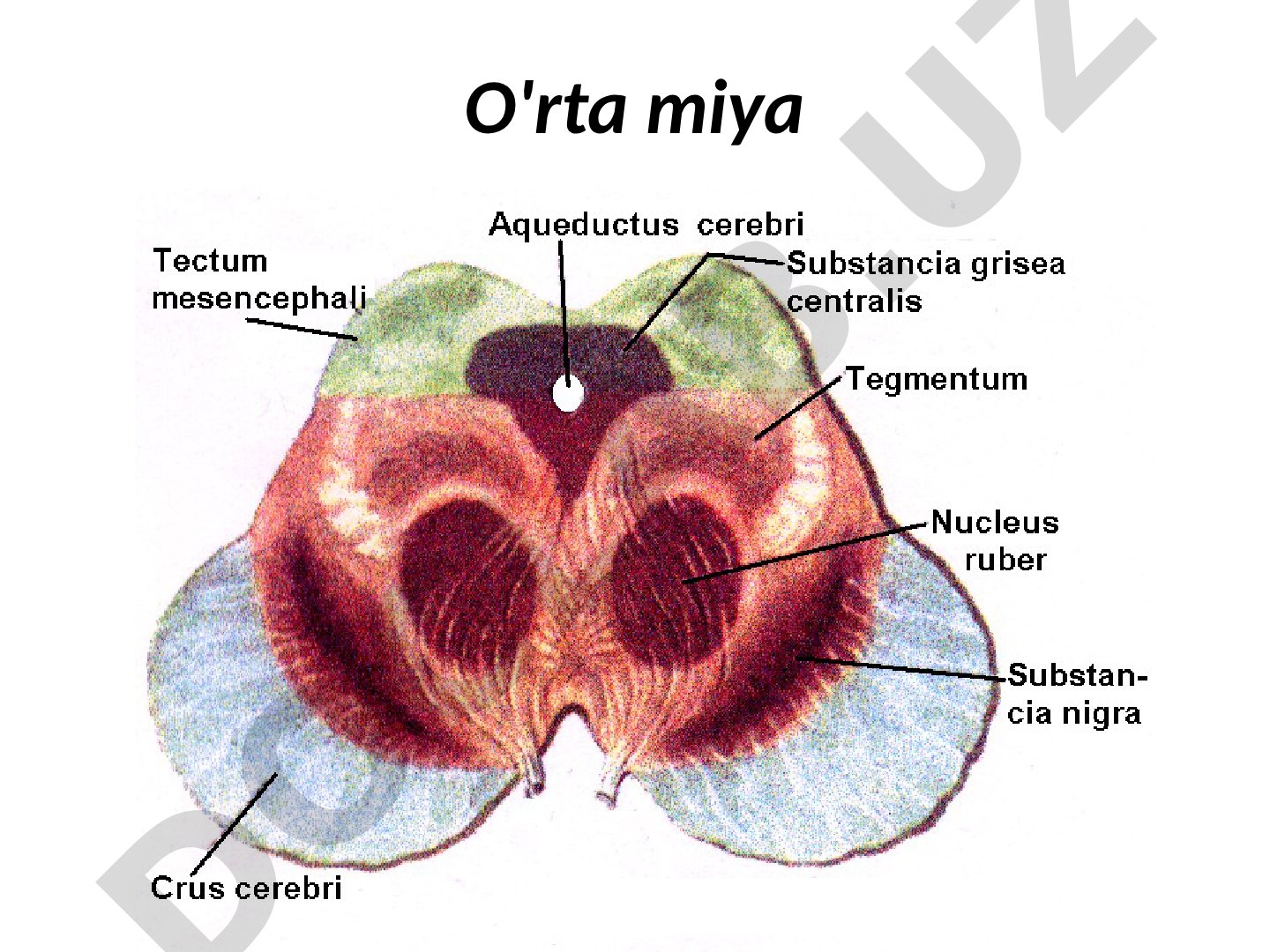 O'rta miya tuzilishi va asosiy yadrolari