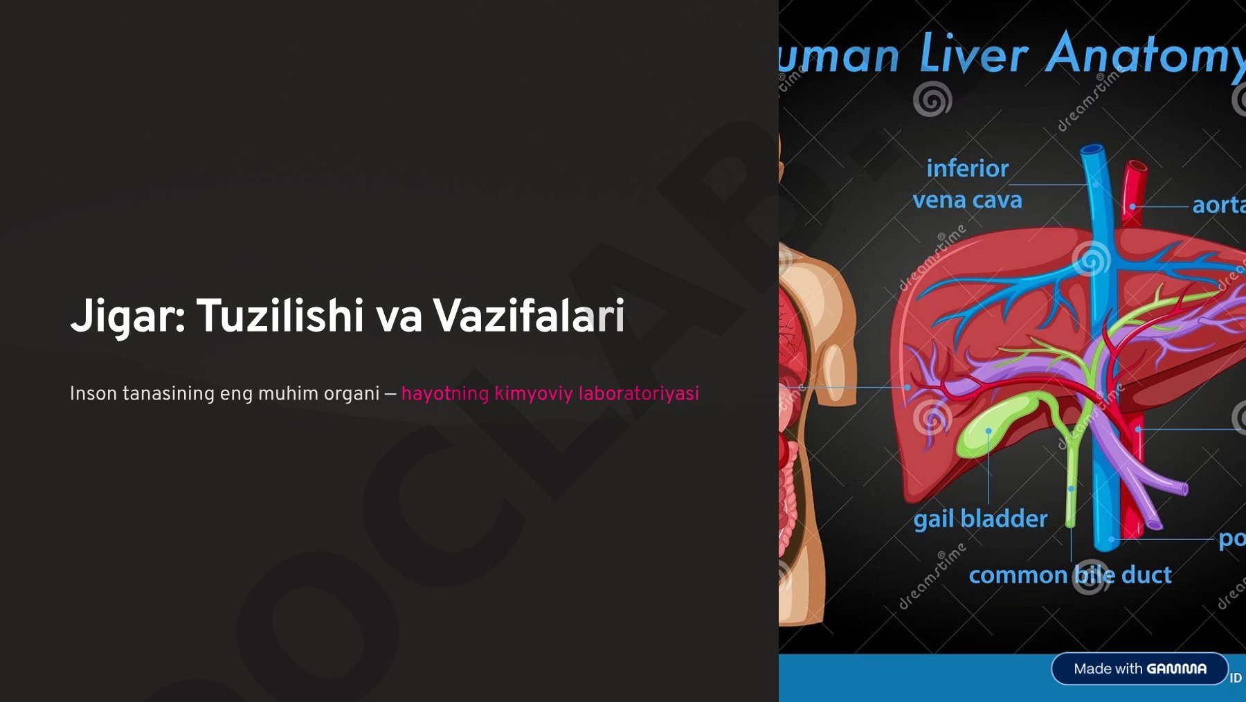 Jigar: Tuzilishi va Vazifalari