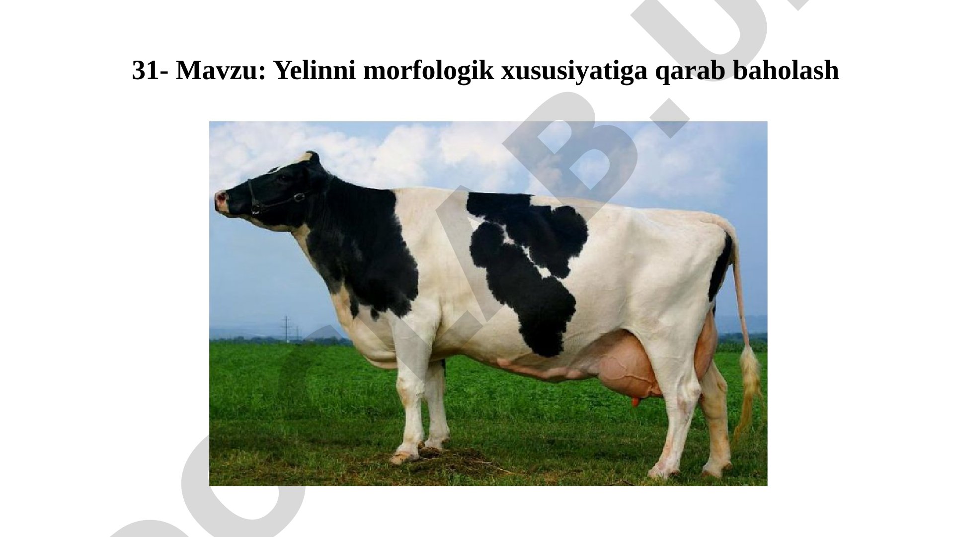 Yelinni morfologik хususiyatiga qarab baholash