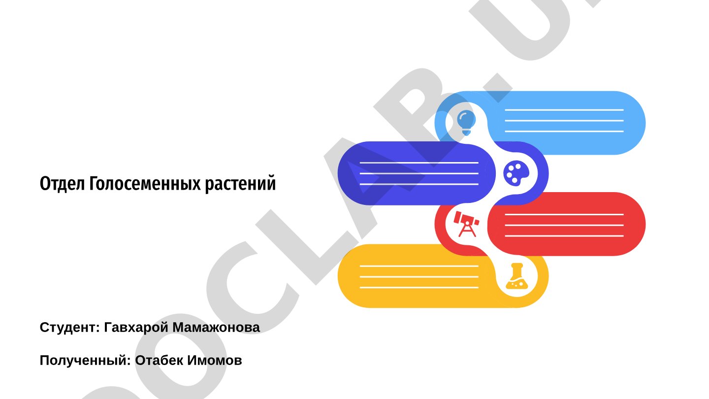 Изучение отдела голосеменных растений: эволюция, разнообразие, репродуктивная биология