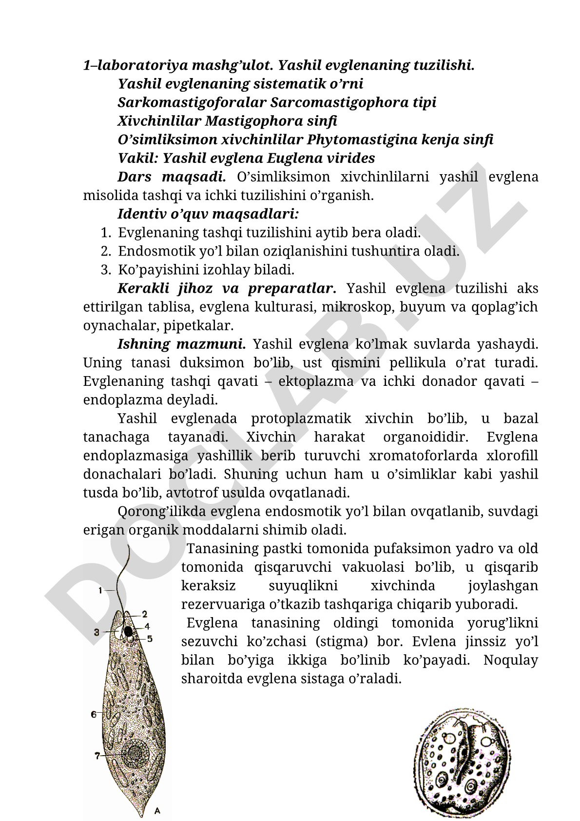 Yashil evglenaning tashqi va ichki tuzilishi, oziqlanishi va ko'payishi haqida