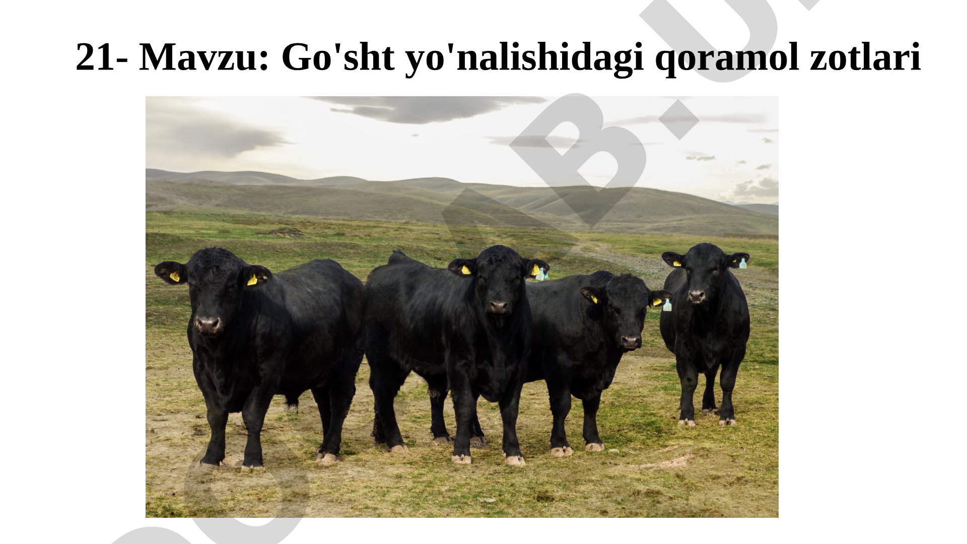 Go'sht yo'nalishidagi qoramol zotlari