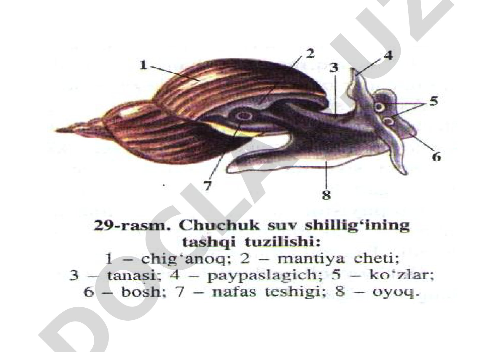 Ayiqsimonlar