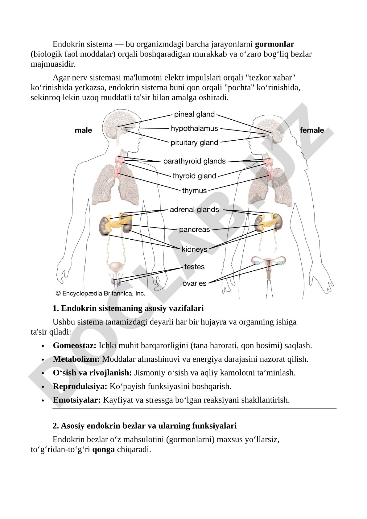 Endokrin sistema va uning vazifalari