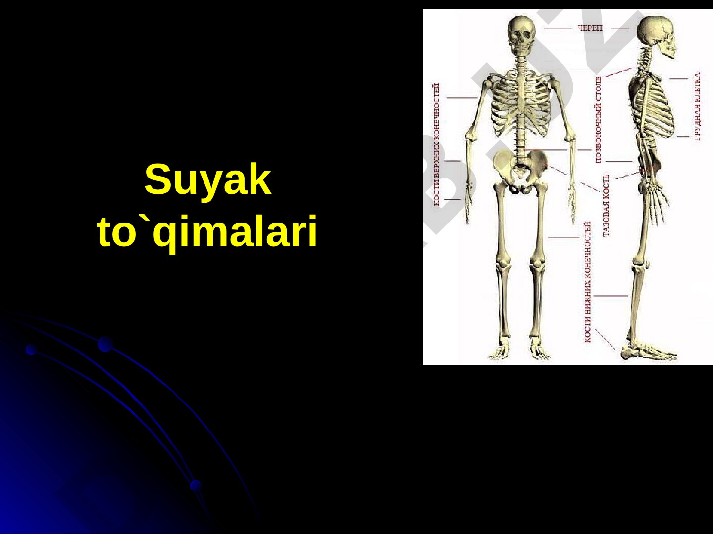 Suyak to'qimasi turlari, hujayralari va tuzilishi haqida taqdimot