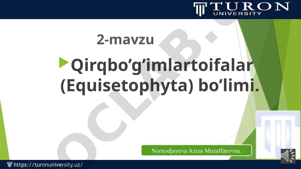 Qirqbo'g'imlilar sinfi va Equisetaceae oilasining tuzilishi va xususiyatlari