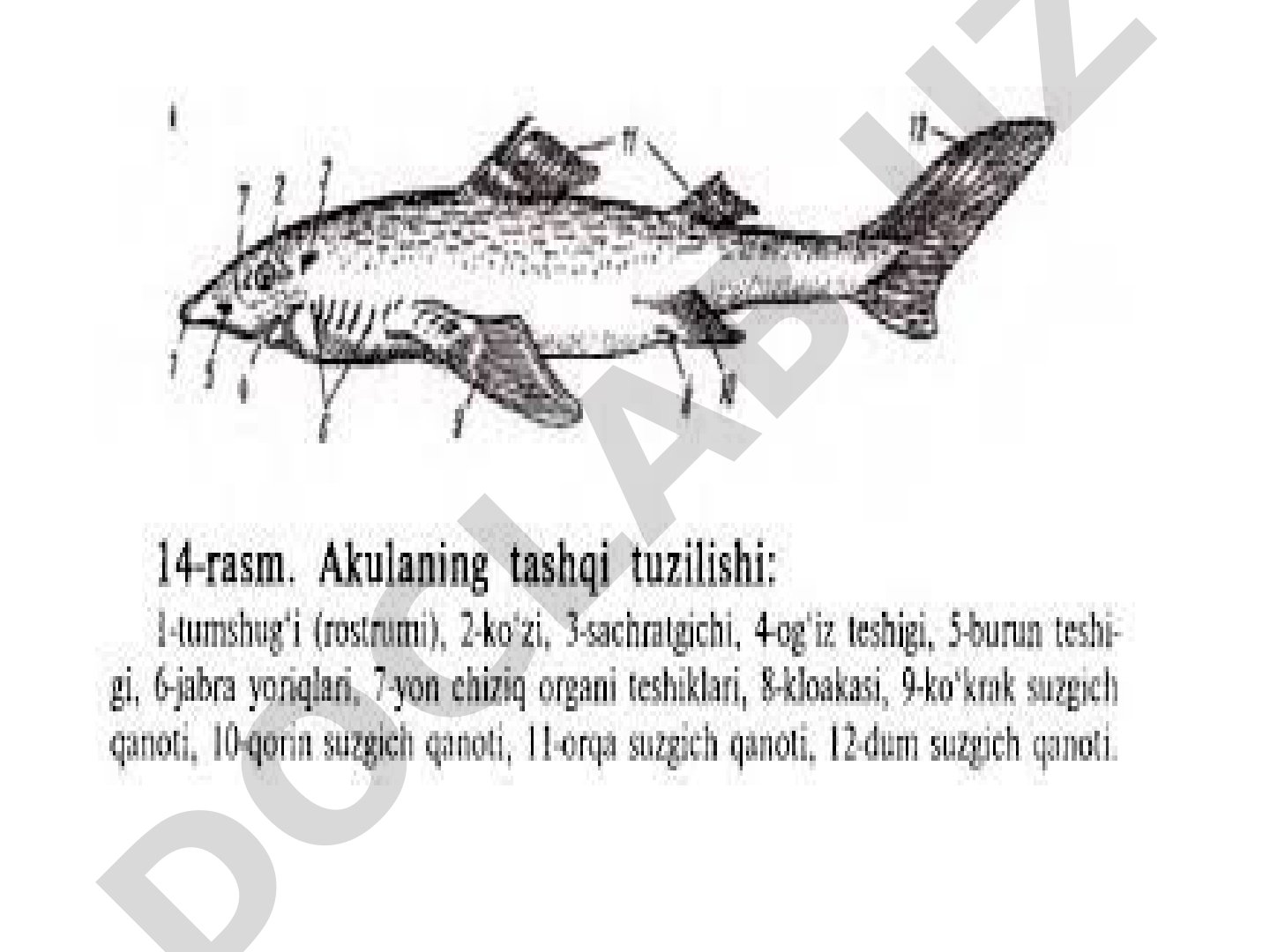 Akulalar