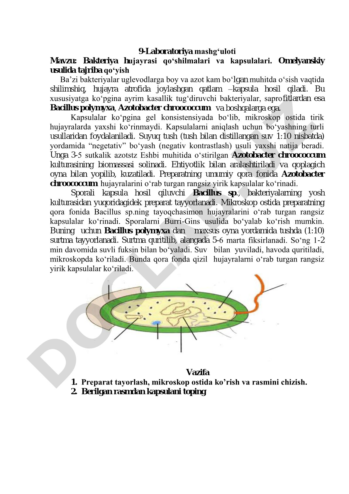 Bakteriya hujayrasi qo'shilmalari va kapsulalari
