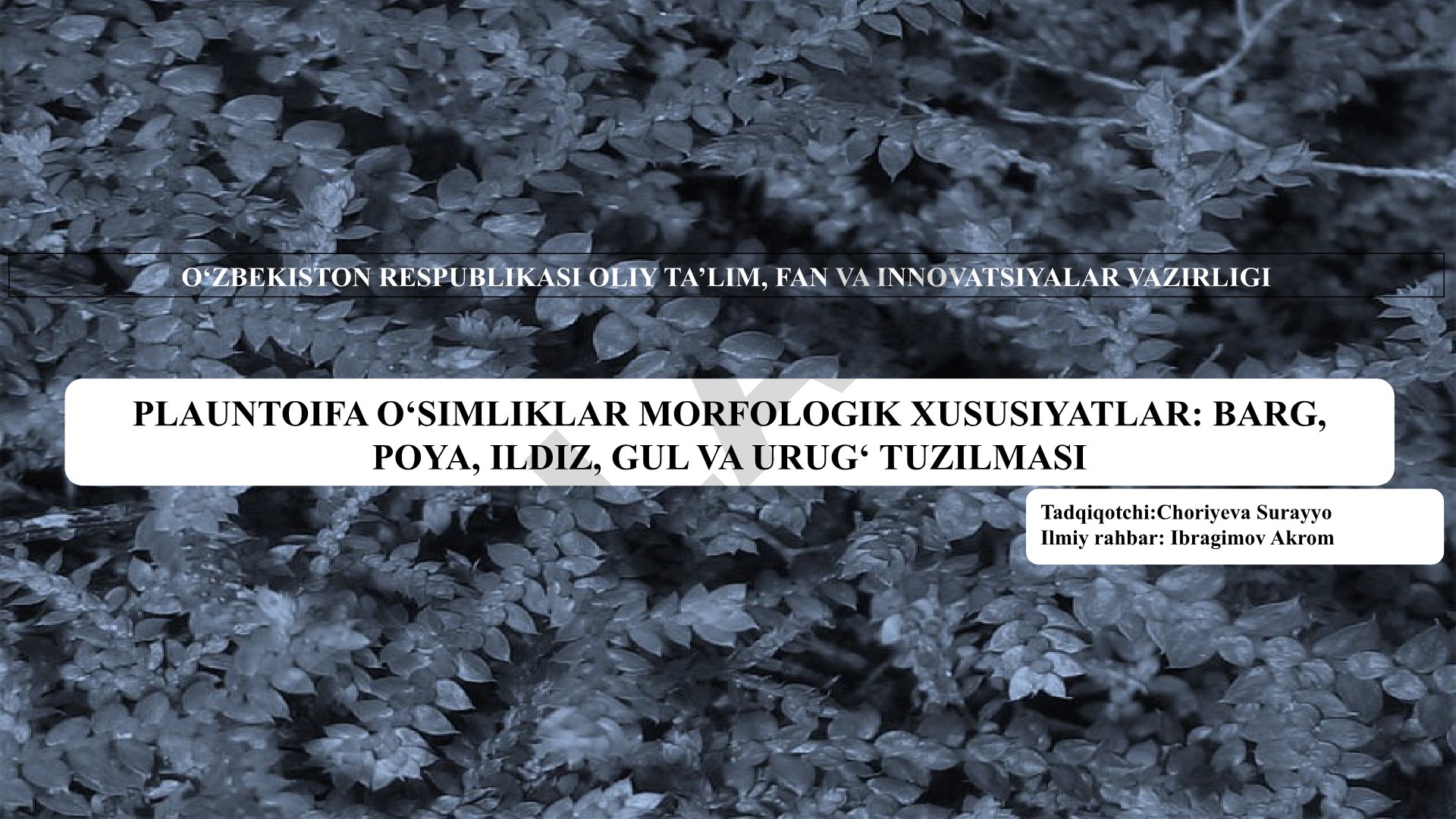 Plauntoifa o‘simliklar morfologik xususiyatlar: barg, poya, ildiz, gul va urug‘ tuzilmasi