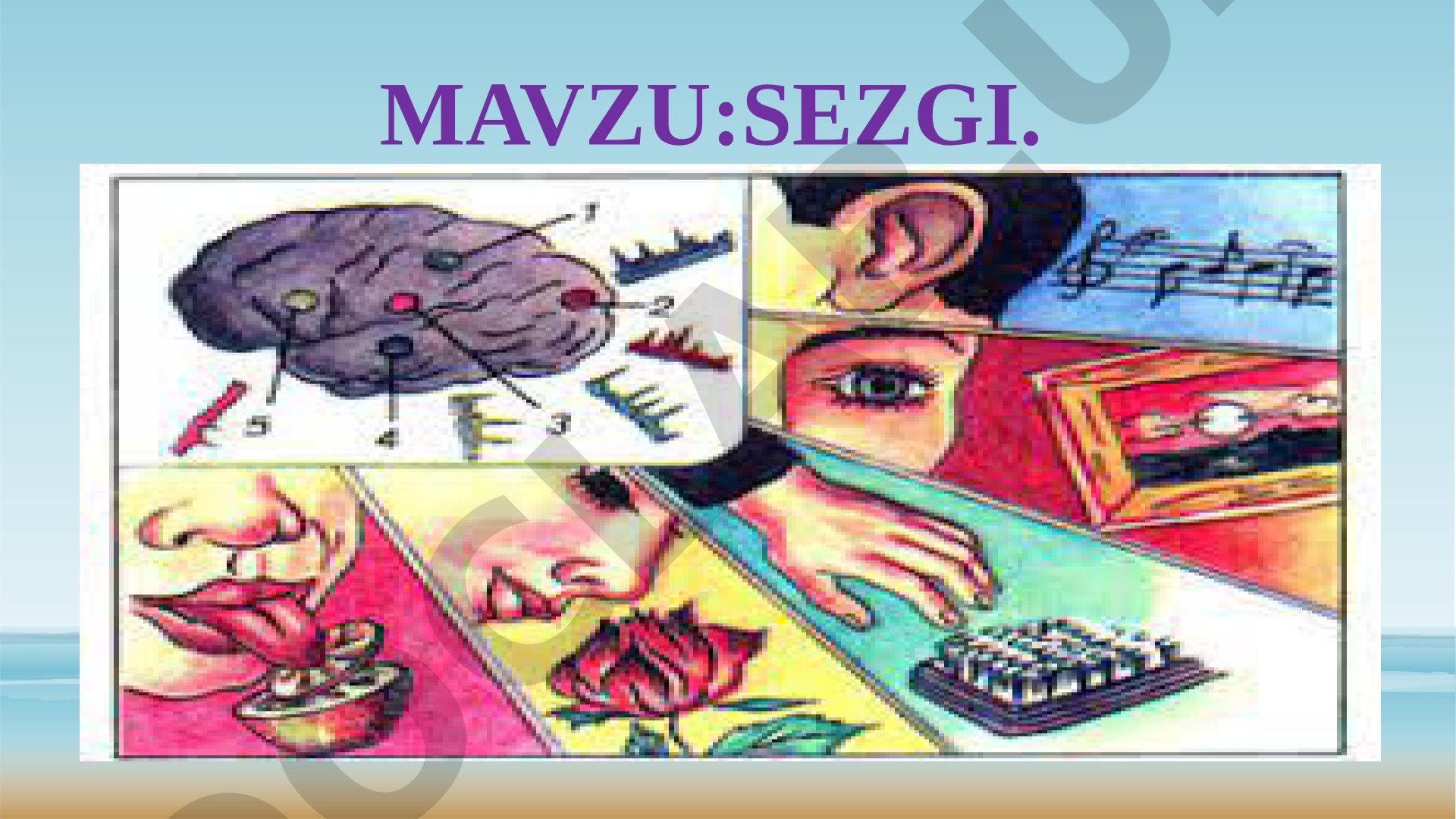 Sezgi haqida umumiy tushuncha, turlari, xossalari va rivojlanishi