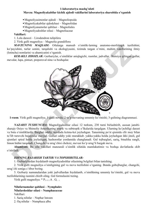 Magnoliyakabilar kichik ajdodi vakillarini laboratoriya sharoitida o’rganish