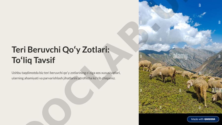 Teri beruvchi qo'y zotlarining xususiyatlari va ahamiyati