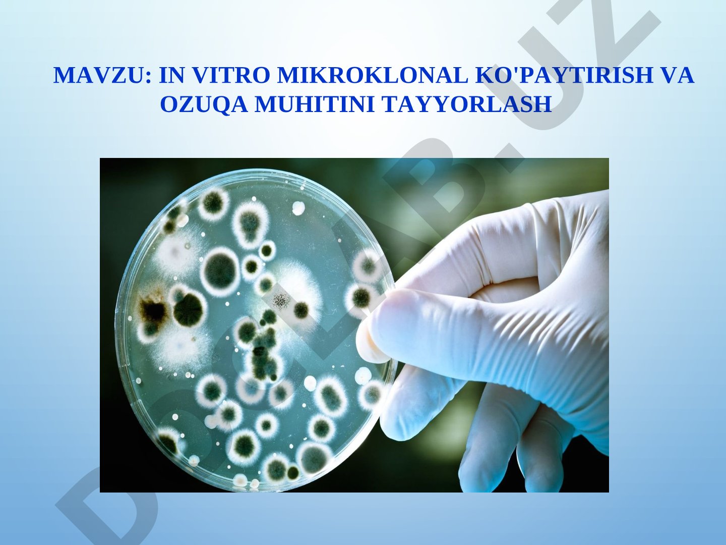 In vitro mikroklonal ko'paytirish va ozuqa muhitini tayyorlash