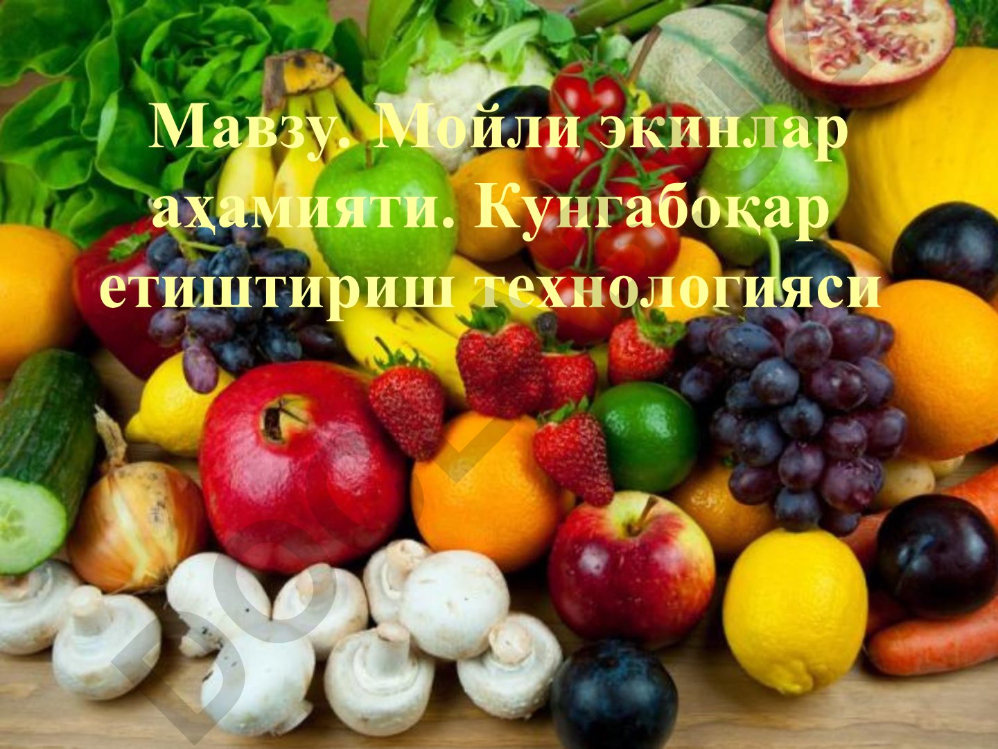 Мойли экинлар аҳамияти ва кунгабоқар етиштириш технологияси